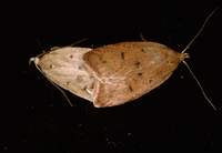 Machimia tentoriferella