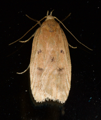 Machimia tentoriferella