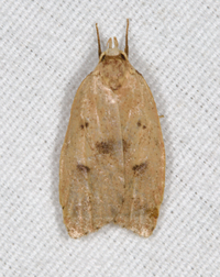 Machimia tentoriferella