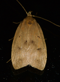 Machimia tentoriferella