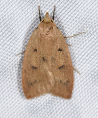 Machimia tentoriferella