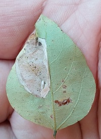 Leucanthiza amphicarpeaefoliella