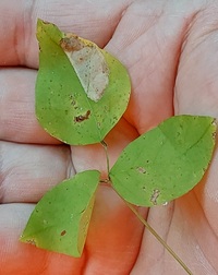 Leucanthiza amphicarpeaefoliella