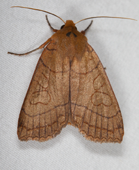 Metaxaglaea inulta