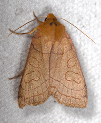 Metaxaglaea inulta