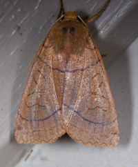 Metaxaglaea inulta