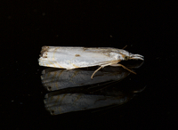 Microcrambus biguttellus