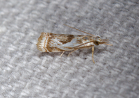 Microcrambus elegans