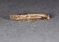 Mompha brevivittella