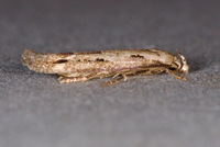 Mompha brevivittella