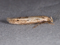 Mompha brevivittella