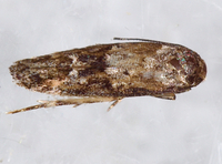 Mompha stellella
