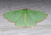 Nemoria lixaria