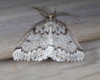 Nepytia canosaria