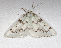 Nepytia canosaria