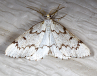 Nepytia canosaria