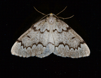 Nepytia canosaria