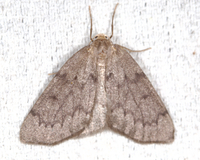 Nepytia semiclusaria