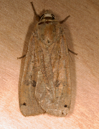 Noctua pronuba