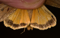 Noctua pronuba