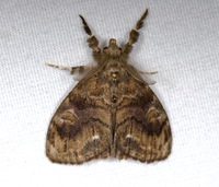 Orgyia definita