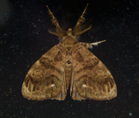 Orgyia definita