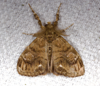 Orgyia definita