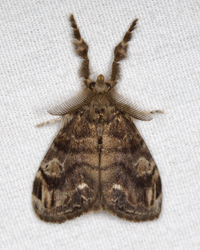 Orgyia definita
