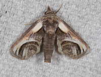 Paectes oculatrix