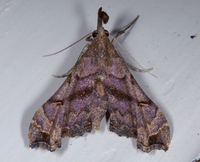 Palthis asopialis