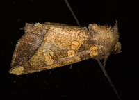 Papaipema cataphracta