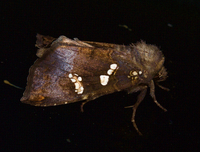 Papaipema cerussata