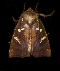 Papaipema cerussata