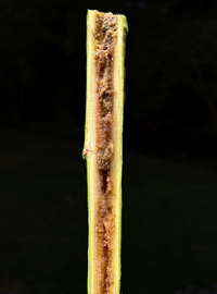 Papaipema cerussata