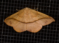 Patalene olyzonaria