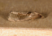 Pelochrista similiana