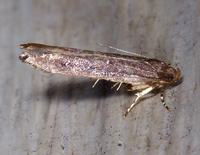 Perimede erransella