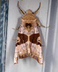 Phlogophora periculosa