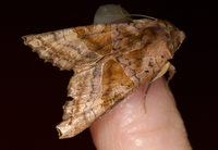 Phlogophora periculosa