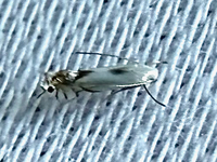Phyllocnistis ampelopsiella