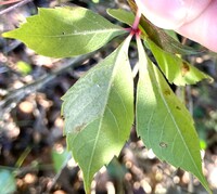 Phyllocnistis ampelopsiella