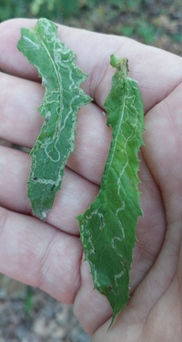 Phyllocnistis insignis