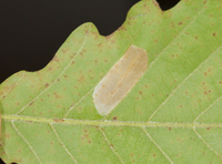 Phyllonorycter aeriferella