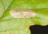 Phyllonorycter aeriferella