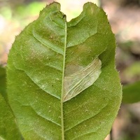 Phyllonorycter diversella