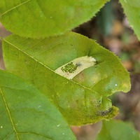 Phyllonorycter diversella