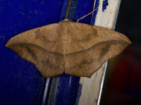 Prochoerodes lineola