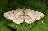 Protoboarmia porcelaria