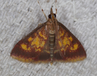 Pyrausta acrionalis
