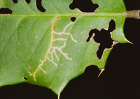 Rhopobota finitimana